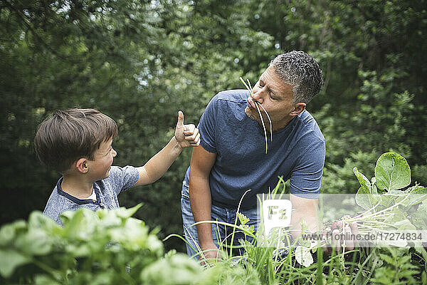 Boy showing thumbs up to playful father while harvesting vegetables at garden