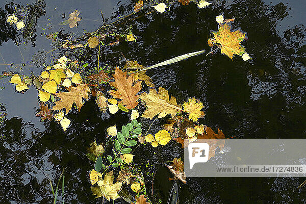 Herbstblätter schwimmen im glänzenden See