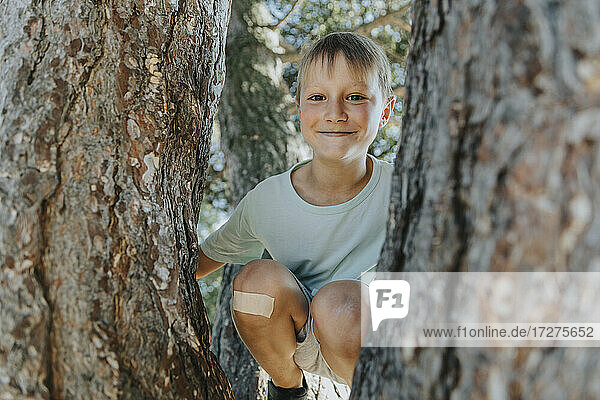 Junge späht durch die Zweige einer Kiefer in einem öffentlichen Park an einem sonnigen Tag