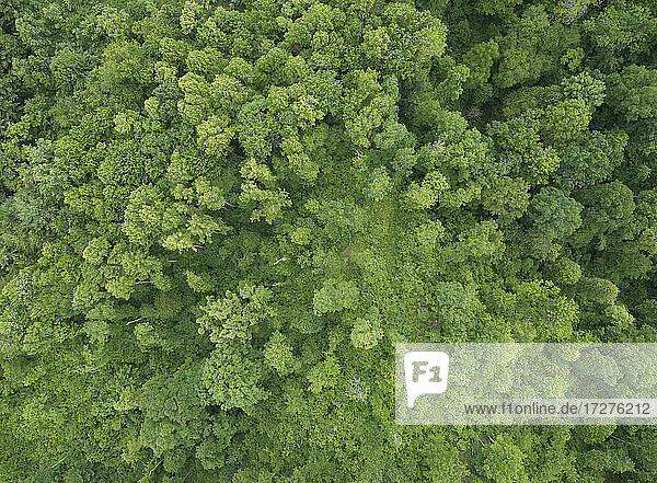 Drohnenansicht eines grünen Waldes im Sommer