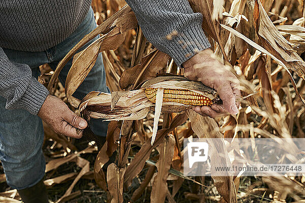 Farmer opening corn while standing at corn farm