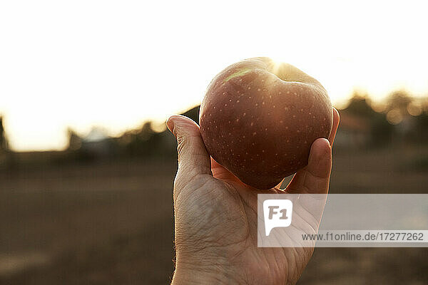 Hand of man holding ripe apple against setting sun