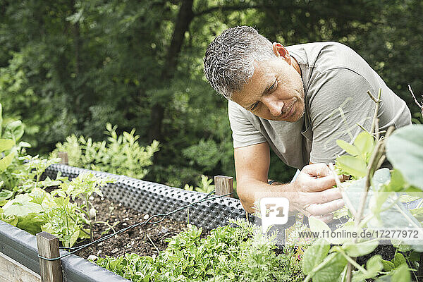 Man looking at plants growing on raised bed in garden