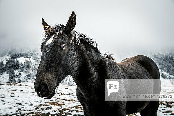 Schwarzes Pferd  das im Winter auf dem Boden im Schnee steht