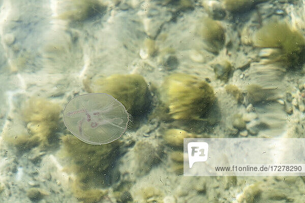 Quallen im flachen Meerwasser
