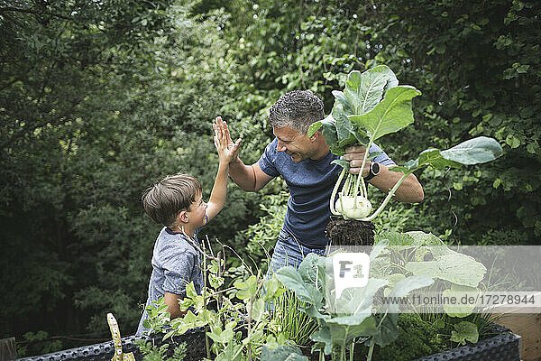 Lächelnder Mann mit Kohlrabi in der Hand  der seinem Sohn im Garten die Daumen drückt