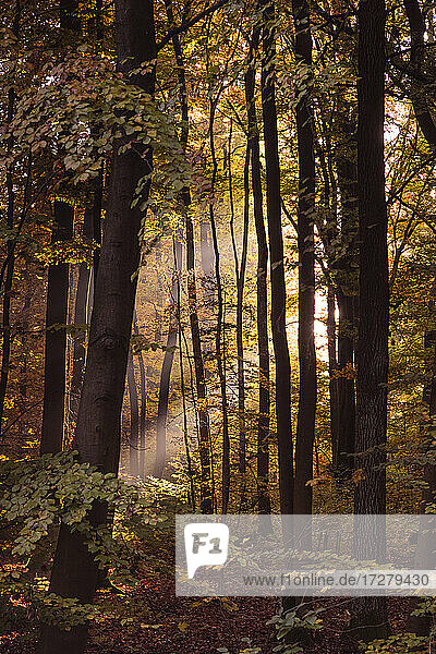 Sonnenlicht strömt durch Bäume im Wald im Herbst  Bayern  Europa  Deutschland