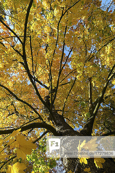 Gelber Ahornbaum im Herbst