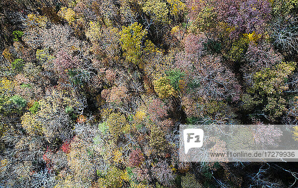 Luftaufnahme der George Washington und Jefferson National Forests im Herbst