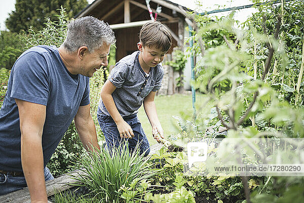 Älterer Mann schaut auf Sohn Gartenarbeit Hochbeet im Hinterhof