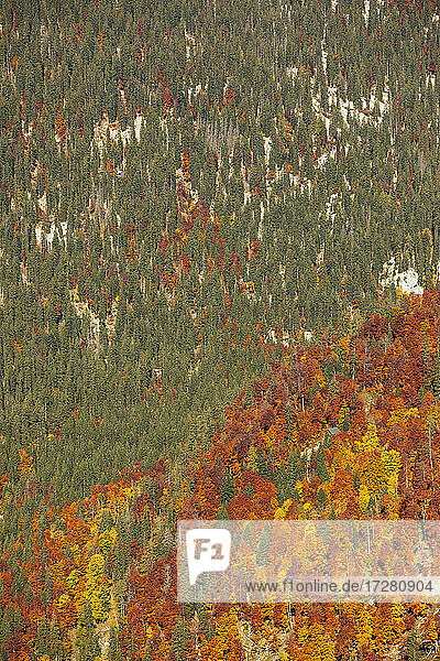 Blick von oben auf grüne und orangefarbene Bäume im Herbst  Altaussee  Salzkammergut  Steiermark  Österreich