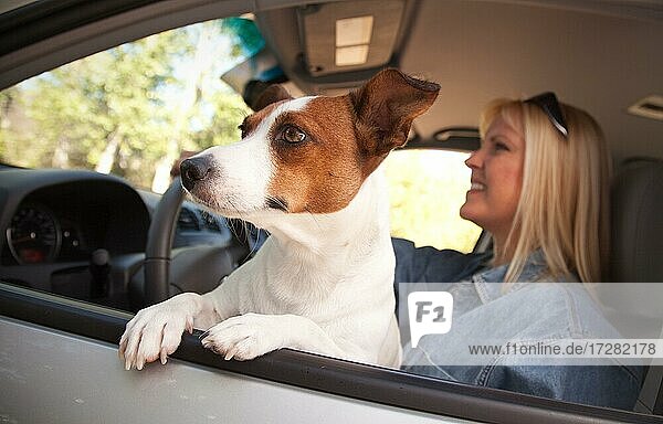 Jack russell terrier dog enjoying a car ride