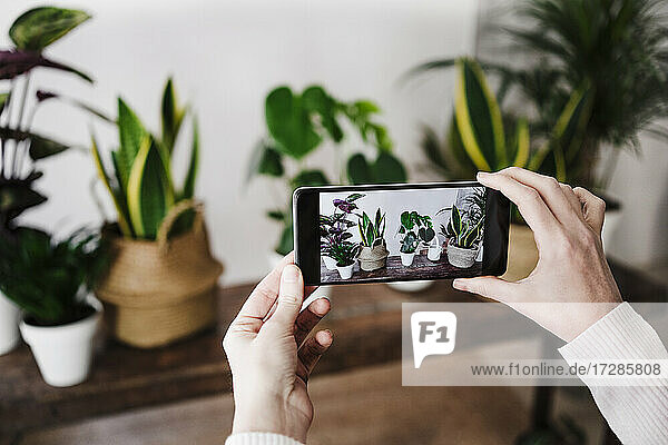 Frau fotografiert Zimmerpflanze mit Smartphone zu Hause