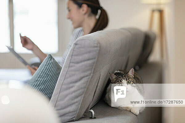 Getigerte Katze sitzt auf der Rückseite des Sofas hinter einer jungen Frau  die sich zu Hause entspannt
