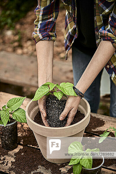 Woman putting pepper plant in pot with soil on table