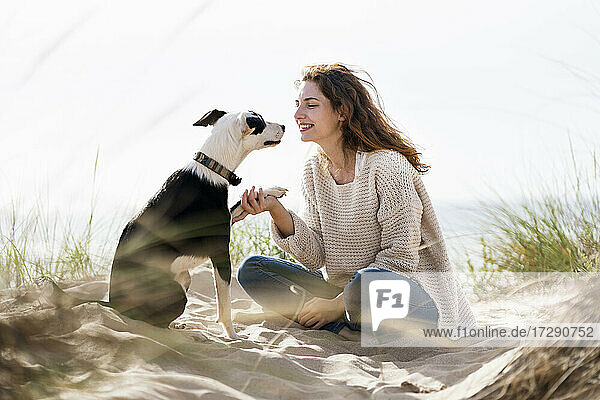 Jack Russell Terrior Hund macht Handshake mit Frau auf Sand am Strand während des sonnigen Tages