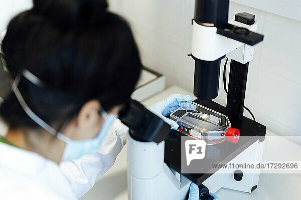 Älterer weiblicher medizinischer Experte  der durch ein Mikroskop schaut  während er medizinische Proben im Labor analysiert
