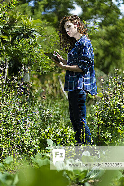 Junge Frau untersucht Pflanzen durch ein digitales Tablet im Garten