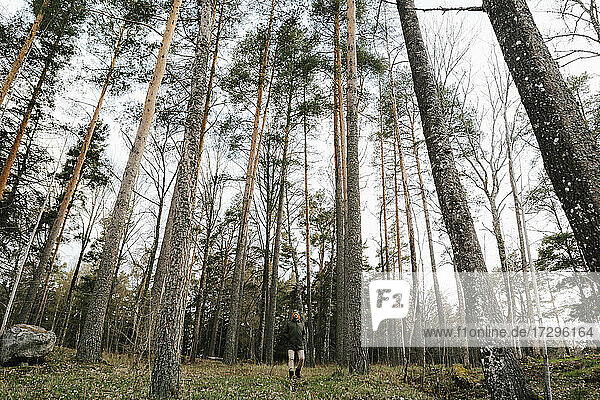 Männlicher Wanderer erkundet unter Bäumen im Wald