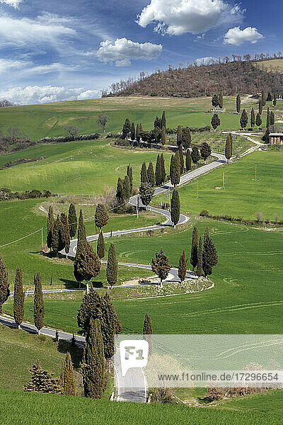 Italien  Toskana  Zypressen und kurvenreiche Straße auf grünem Hügel