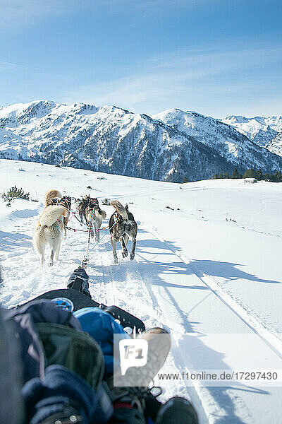 Rear view of sled dogs pulling sleigh on snowy landscape