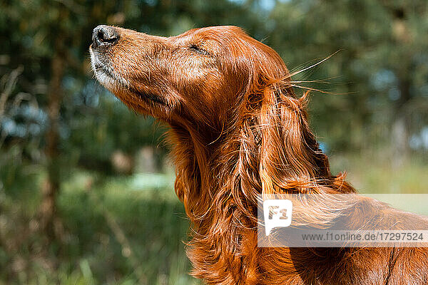 Hübscher Jagdhund im Wald  genießt den Wind und die Sonne