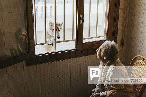 eine alte Frau lächelt einen sibirischen Husky-Hund durch das Fenster an