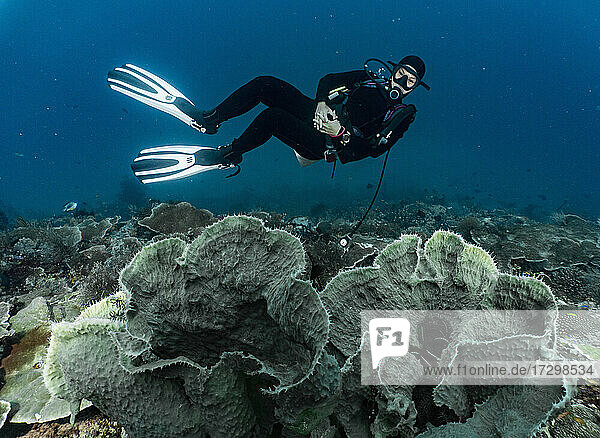 Taucher schwebt über Korallen in Raja Ampat