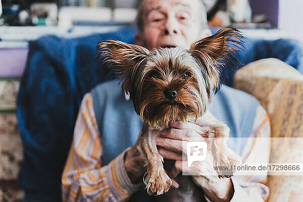 Porträt eines alten Mannes  der seinen Yorkshire-Hund hält.