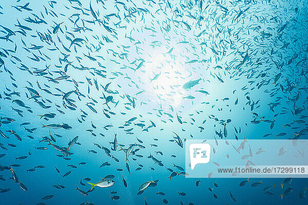 Schwimmender Füsilierfisch in Raja Ampat / Indonesien