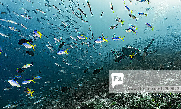Unterwasserfotograf auf dem Meeresboden in Raja Ampat