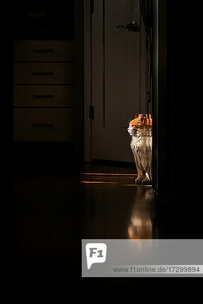orange and white cat sitting in sunlight inside a kitchen