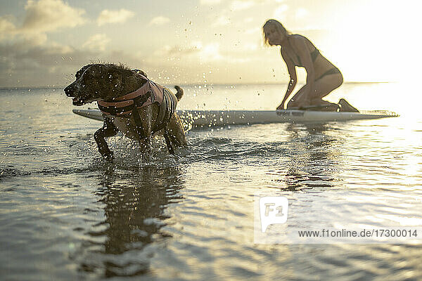 Woman on paddleboarding and her dog playing at the beach in Hawaii