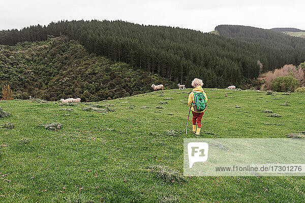 Junges Kind auf einem neuseeländischen Feld mit Schafen