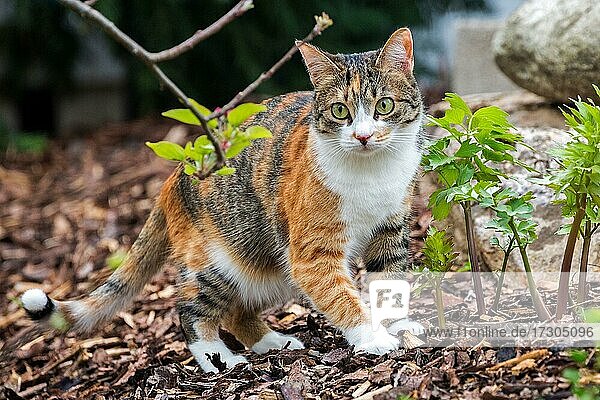Cat (Felis catus)  European shorthair  cat  tricolour  tortoiseshell cat  Baden-Württemberg  Germany  Europe