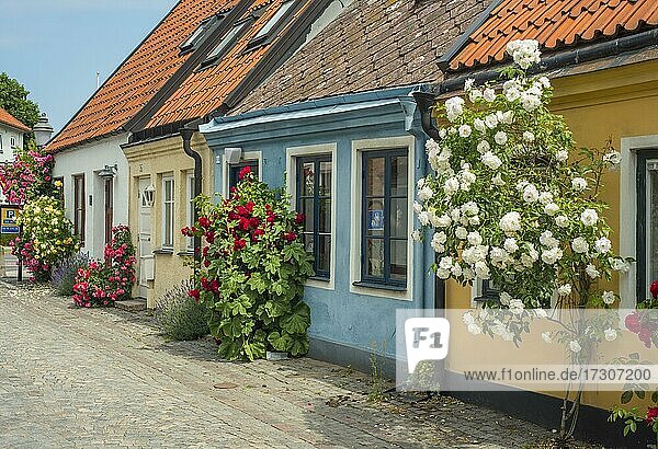 Alte Häuser mit Rosen an einer kleinen Straße in der Kleinstadt Ystad  Schonen  Skandinavien  Schweden  Europa