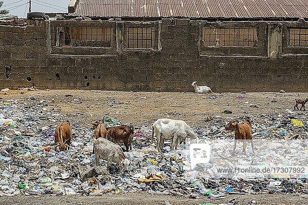 Müll auf den Straßen von Bauchi  Ost-Nigeria