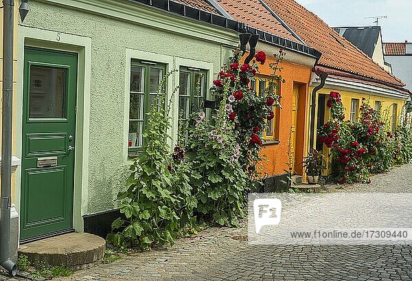 Stockmalve (Alcea rosea) und Rosen an Häusern in einer kleinen Straße in der idyllischen Innenstadt von Ystad  Schonen  Skandinavien  Schweden  Europa