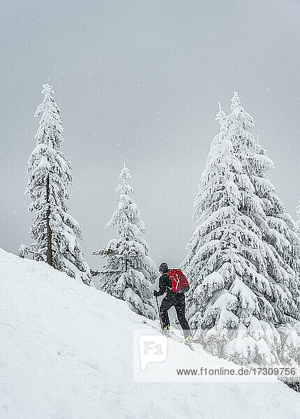 Skitourengeher  Skitour zur Brecherspitze  Mangfallgebirge  Bayerische Voralpen  Oberbayern  Bayern  Deutschland  Europa