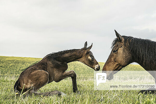 Beautiful brown horse mare and foal face to face in field