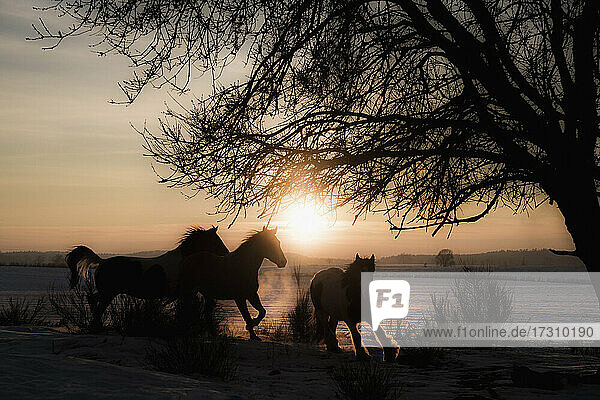 Silhouettierte Pferde laufen in idyllischen Sonnenuntergang Feld