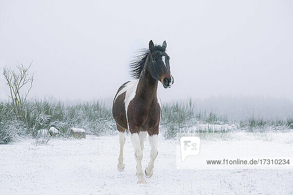 Schöne braune und weiße Pferd in verschneiten Feld