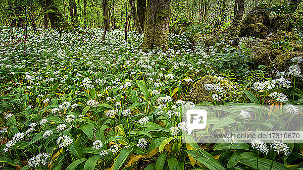 In den Knoblauchwäldern nahe Lennox Castle in Lennoxtown  East Dunbartonshire  Schottland  Vereinigtes Königreich  Europa