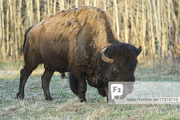 Plains Bison beim Abwerfen des Winterfells im Frühling  Elk Island National Park  Alberta  Kanada  Nordamerika