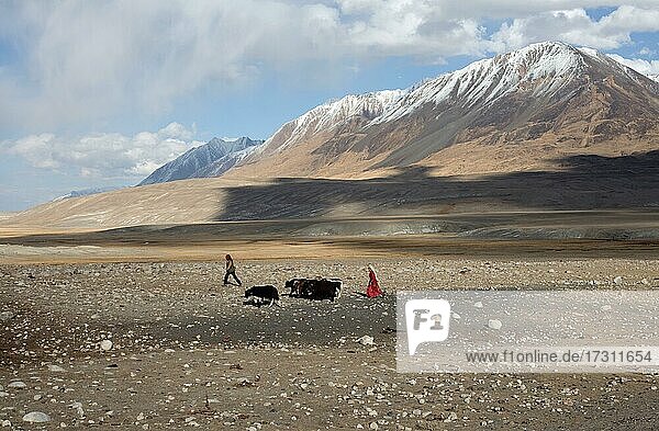 A Kyrgyz woman in traditional traditional costume and a man bring three yaks for milking to Bozai Gumbaz  Wakhan Corridor  Badakhshan  Afghanistan  Asia