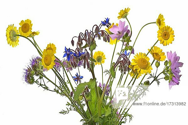 Summer flowers of a flowering meadow on white background  studio shot  Germany  Europe