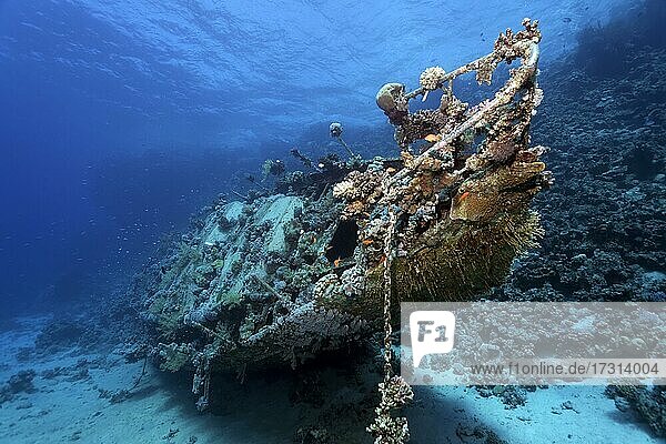 Wreck covered with Anthozoa (Anthozoa) and lower animals (Evertebrata)  shipwreck  sailing ship  Red Sea  Abu Galawa  Fury Shoals  Egypt  Africa