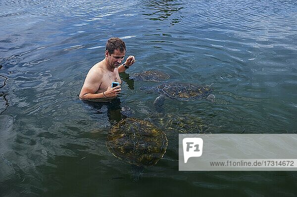 Touristen spielen mit Schildkröten in der Schildkrötenlagune von Satoalepai  Savai'i  Südpazifik  Samoa  Ozeanien