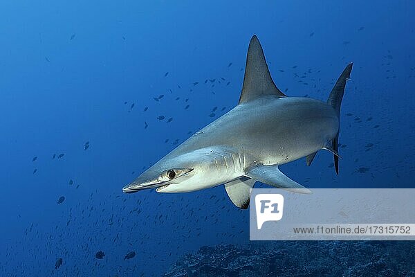 Scalloped Hammerhead (Sphyrna lewini)  swimming over coral reef  Red Sea  Daedalus Reef  Egypt  Africa