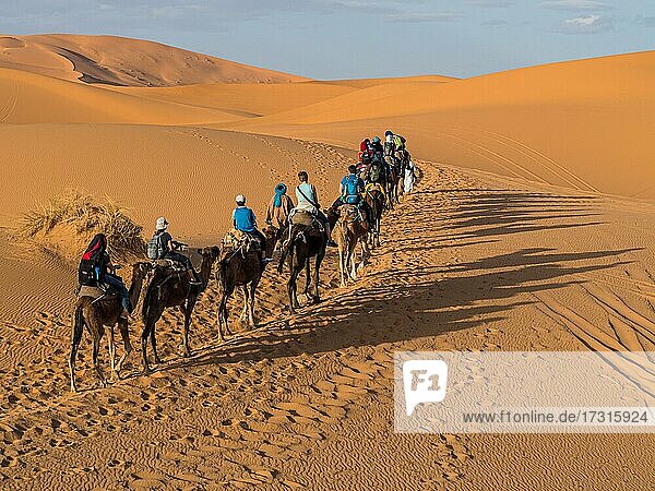 Touristen reiten auf Dromedaren  Arabisches Kamel (Camelus dromedarius)  Karawane durch Sanddünen in der Wüste  Erg Chebbi  Merzouga  Sahara  Marokko  Afrika